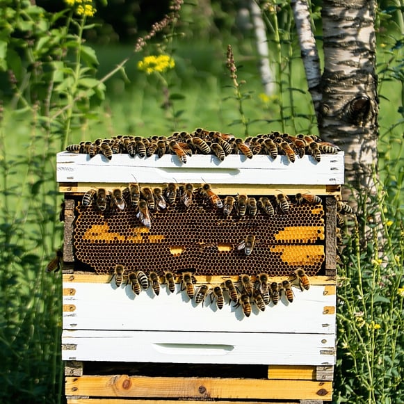 Bee hives
