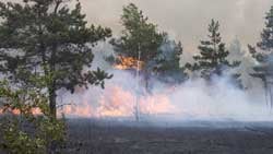 IoT-Environment_Forest-fire-prevention_250