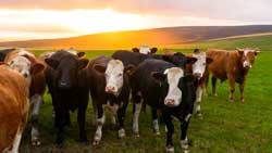 IoT-Environment_Wildlife-Tracking_250