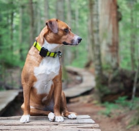 LTE-M-Animal-Wellbeing-273-x-258