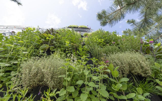 WL_CS_Vertical_Planting-2_640